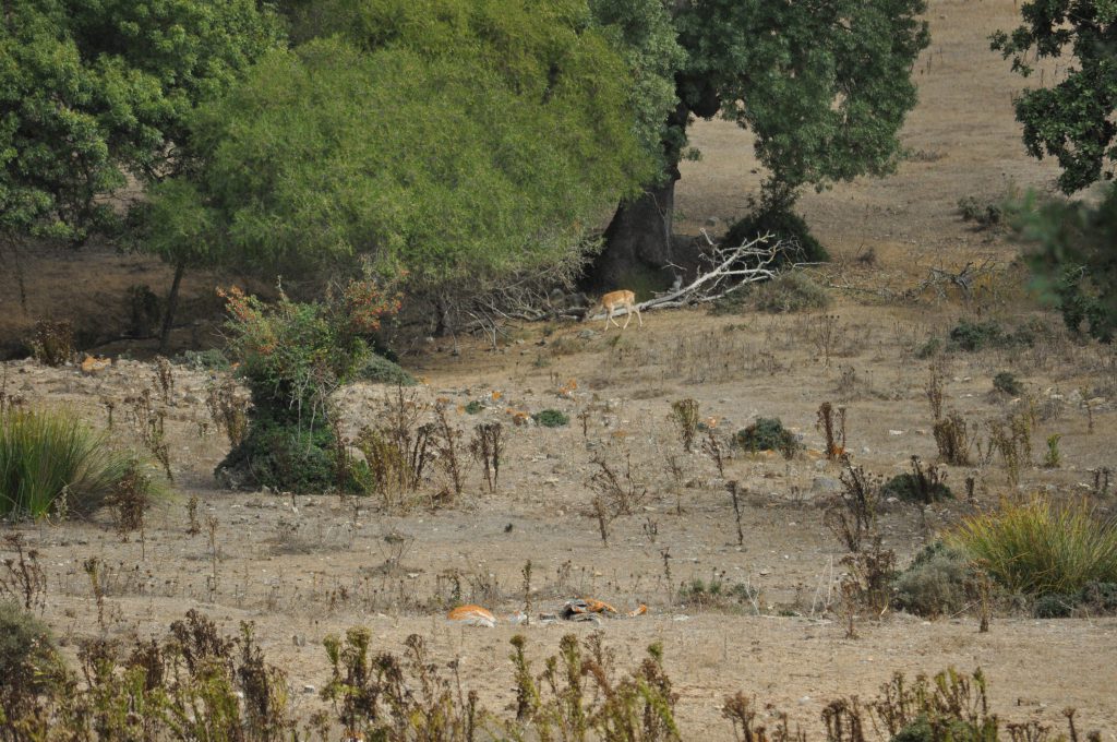 Imagen AYUDAS FORESTALES: AMPLIADO PLAZO DE SOLICITUD