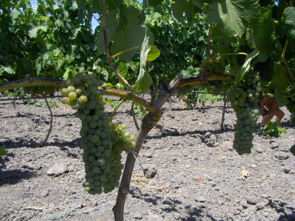 Imagen DECLARACIÓN COSECHA VIÑEDO