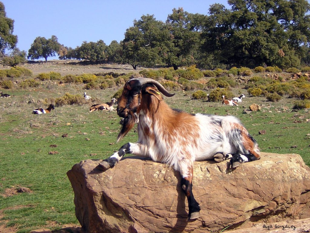 Imagen DECLARACIÓN  CENSAL  DE OVINO/CAPRINO