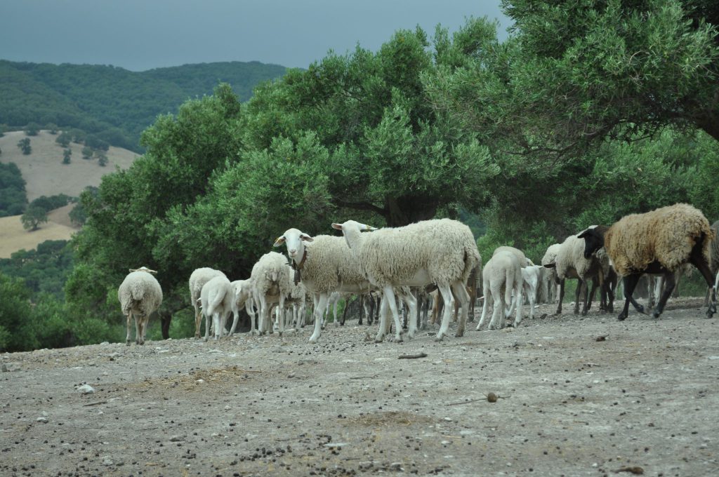 Imagen IDENTIFICACIÓN INDIVIDUAL GANADO OVINO Y CAPRINO