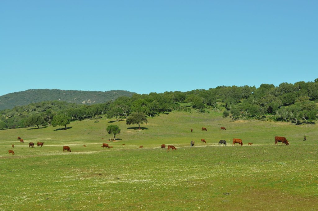 Imagen APROVECHAMIENTOS PASTOS ÁREA RECREATIVA DEL TRASVASE GUADIARO-MAJACEITE