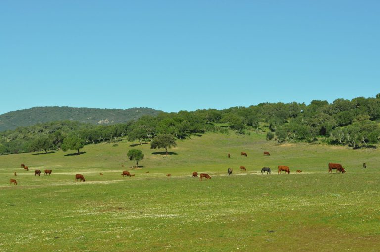 APROVECHAMIENTOS PASTOS ÁREA RECREATIVA DEL TRASVASE GUADIARO-MAJACEITE