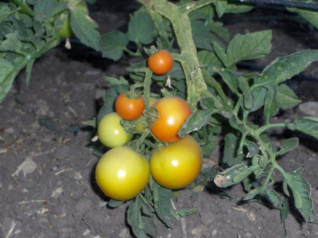 Imagen CORRECIÓN DE ERRORES REGISTRO DE EXPLOTACIONES AGRARIAS Y FORESTALES DE ANDALUCÍA (REAFA)