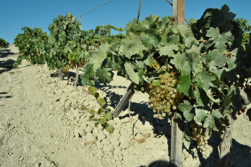 Imagen AUTORIZACIÓN EXCEPCIONAL PARA LA DESINFECCIÓN DEL SUELO EN LA VID