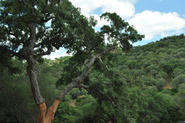 FORMULACIÓN DE ADECUACIÓN PLAN FORESTAL DE ANDALUCÍA HORIZONTE 2030