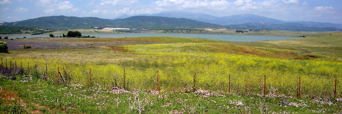 APROVECHAMIENTO DE PASTOS EMBALSE DE BARBATE DE ALCALÁ DE LOS GAZULES