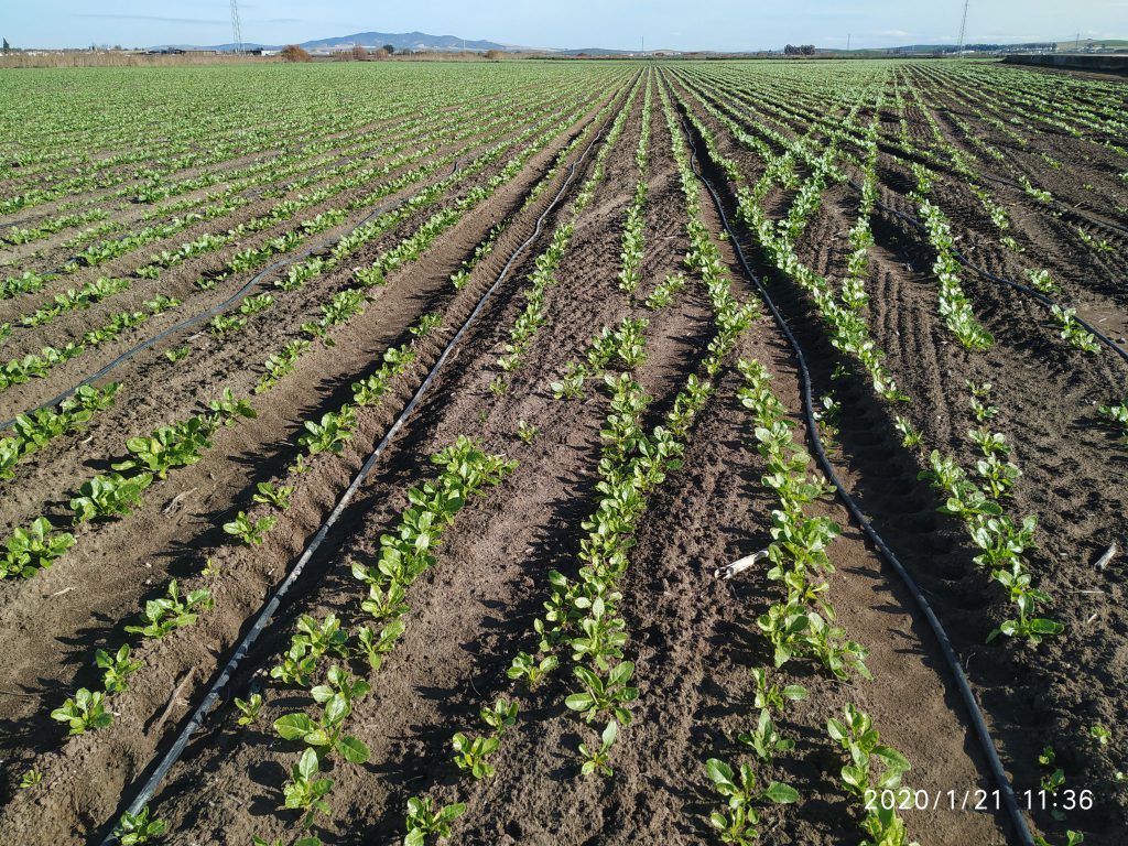 Imagen MATERIAS ACTIVAS Y AUTORIZACIONES EXCEPCIONALES