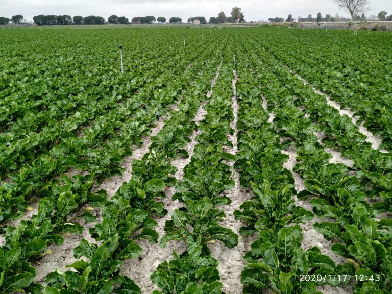 ESTADO FENOLÓGICO DEL CULTIVO