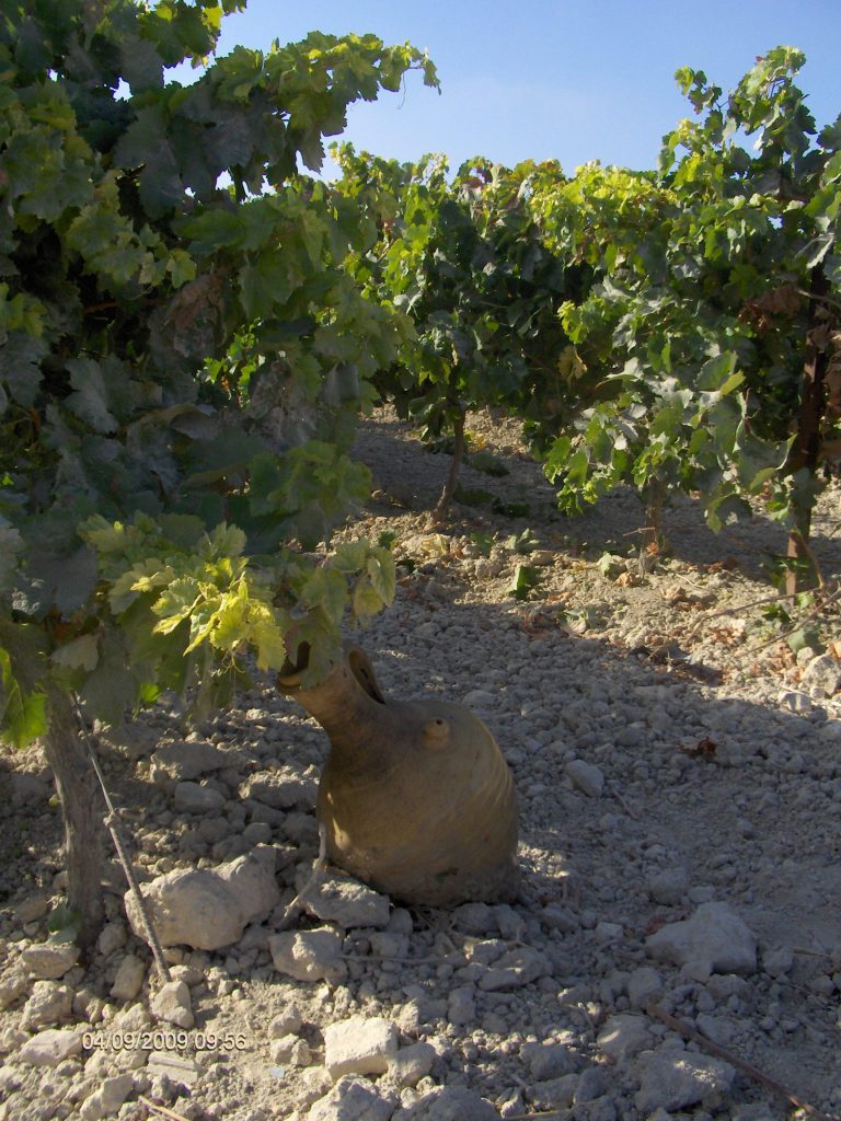 AUTORIZACIÓN DE NUEVAS PLANTACIONES DE VIÑEDO EN 2020