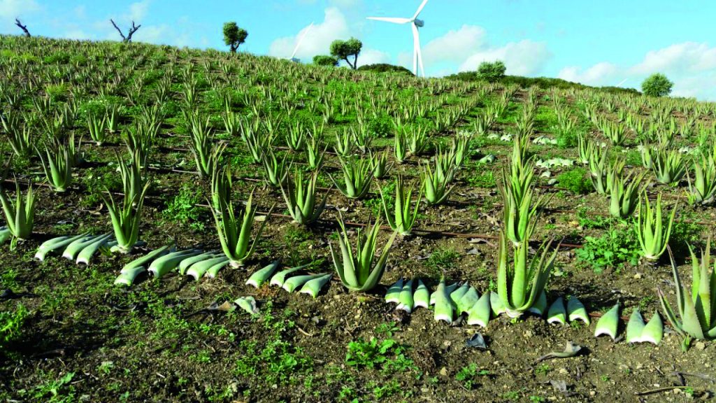 Imagen PROYECTO DIVA