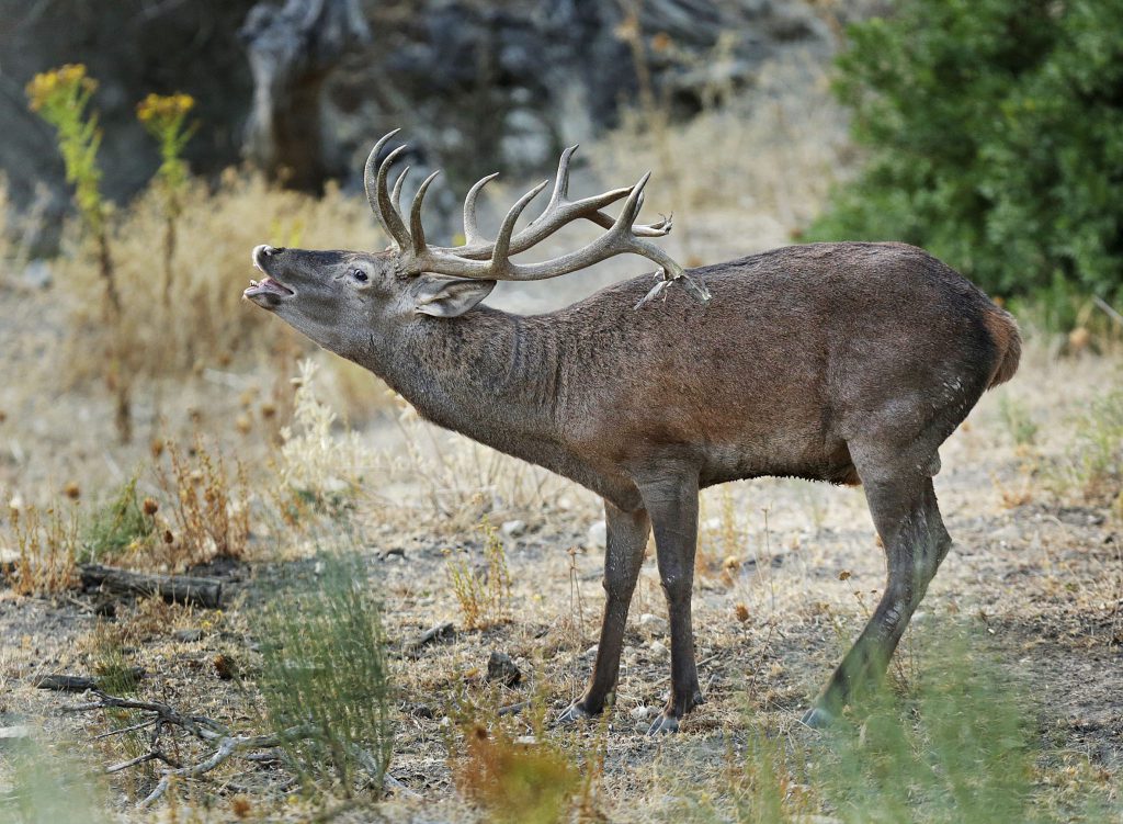 Imagen MEDIDAS SANITARIAS PARA LA LUCHA CONTRA LA TUBERCULOSIS EN ESPECIES CINEGÉTICAS.