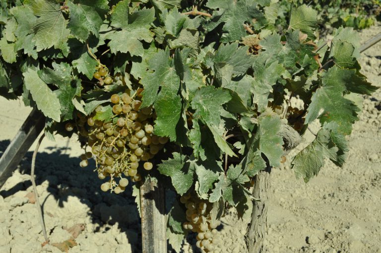 NUEVAS PLANTACIONES DE VIÑEDO