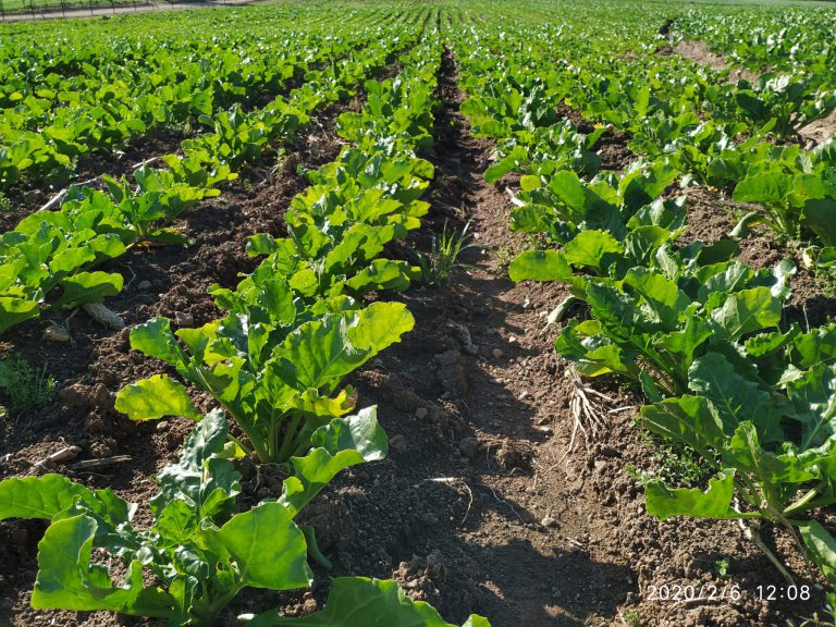 ESTADO FENOLÓGICO DEL CULTIVO