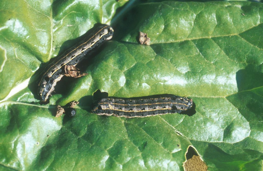 Imagen INCIDENCIAS: PLAGAS Y ENFERMEDADES