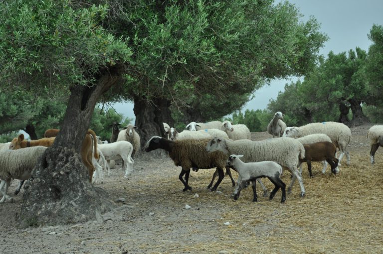 MOVIMIENTO DE ANIMALES CON DESTINO TRASHUMANCIA O APROVECHAMIENTO DE PASTOS Y RASTROJERAS