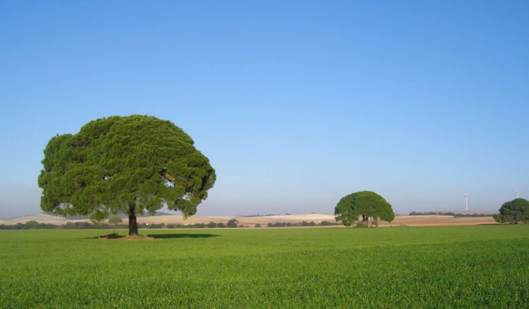 PLAZO MODIFICACIONES SEGUROS AGRARIOS