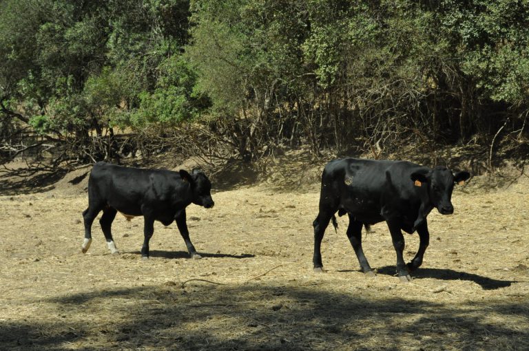 PROYECTO DE ORDEN PROGRAMA SANITARIO RINOTRAQUEITIS INFECCIOSA BOVINA