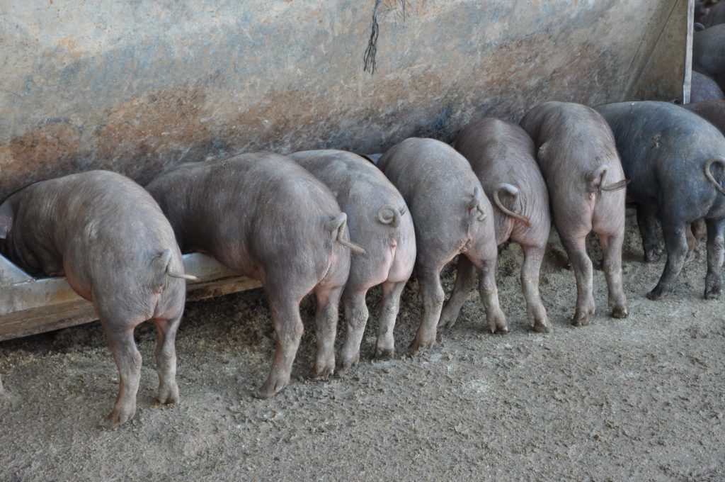 Imagen NORMAS BÁSICAS PARA LAS EXPLOTACIONES INTENSIVAS PORCINAS