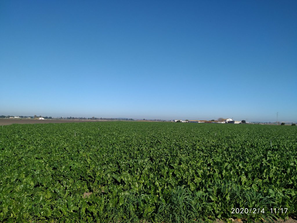 Imagen ESTADO FENOLÓGICO DEL CULTIVO