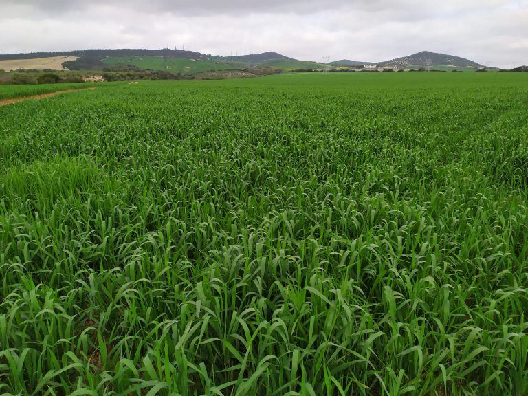 MEDIDAS URGENTES EN MATERIA DE AGRICULTURA Y ALIMENTACIÓN