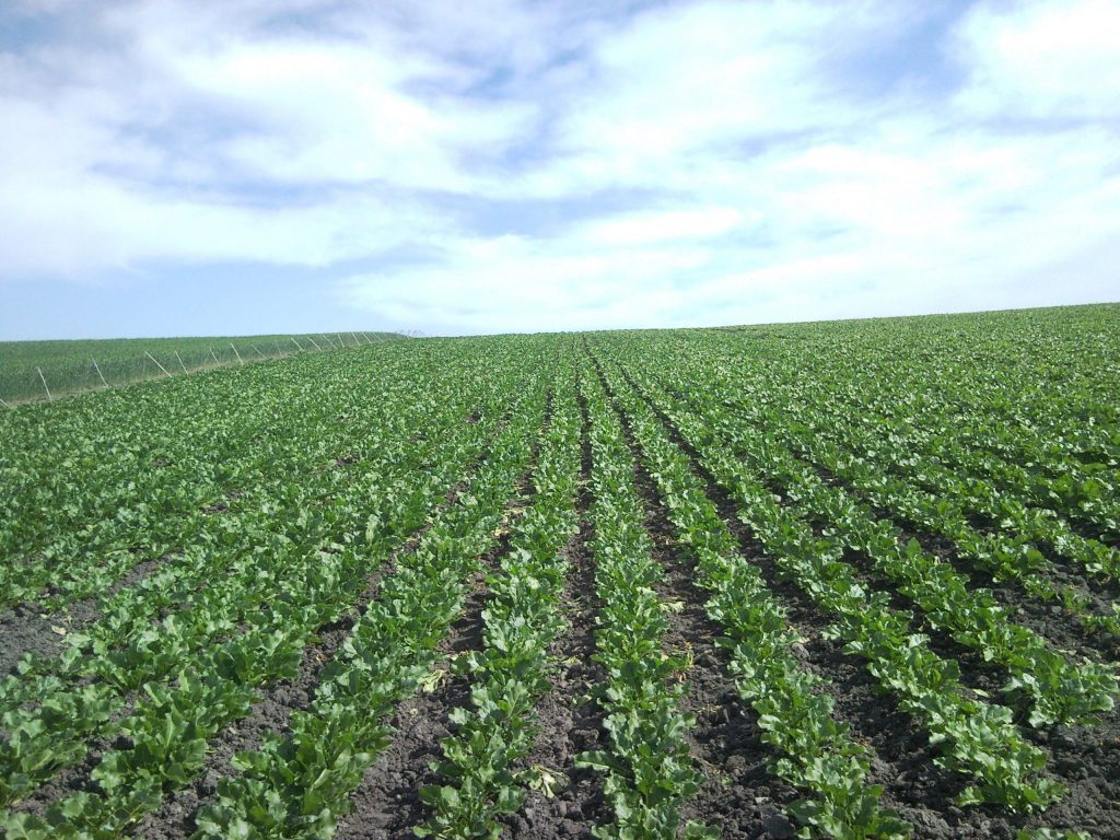 Imagen ASIGNACIÓN DERECHOS DE LA RESERVA NACIONAL 2019