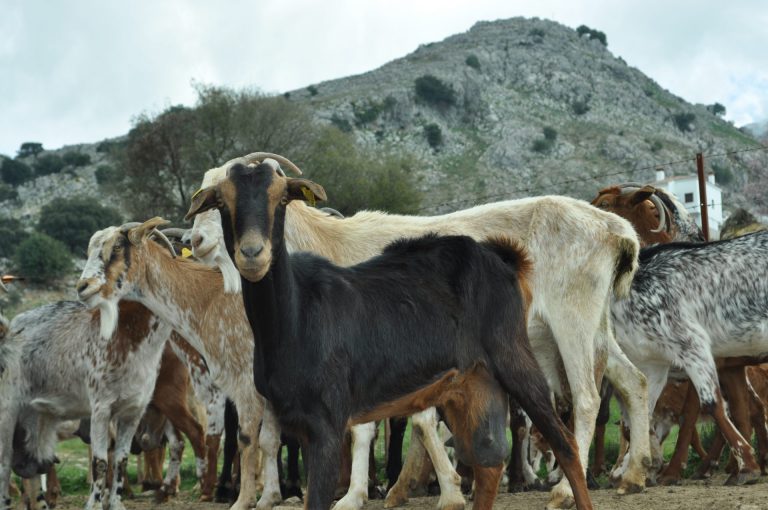 RECORDATORIO COMPROMISO SECUESTRO PASTOREO AYUDA M 10.1.3 CONSERVACIÓN Y MEJORA DE PASTOS