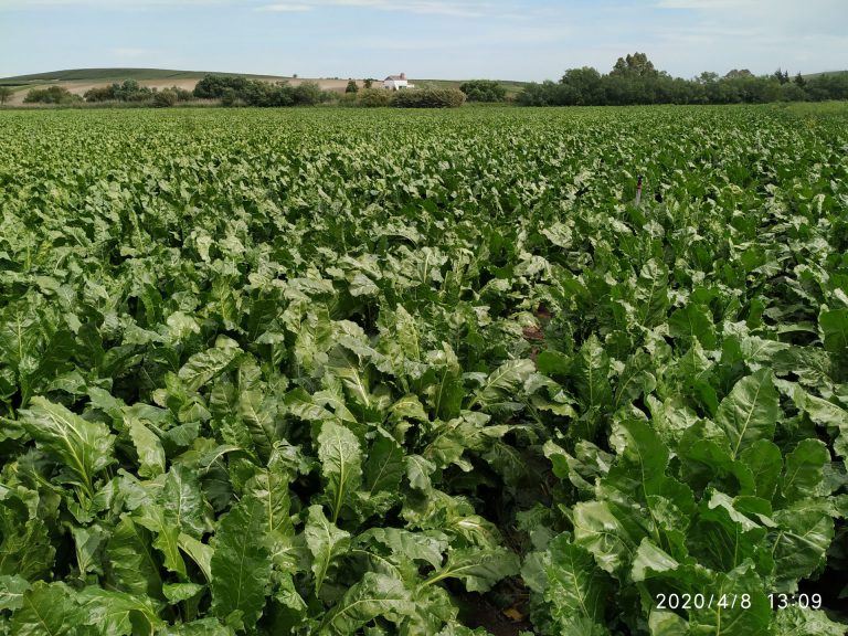 ESTADO FENOLÓGICO DEL CULTIVO