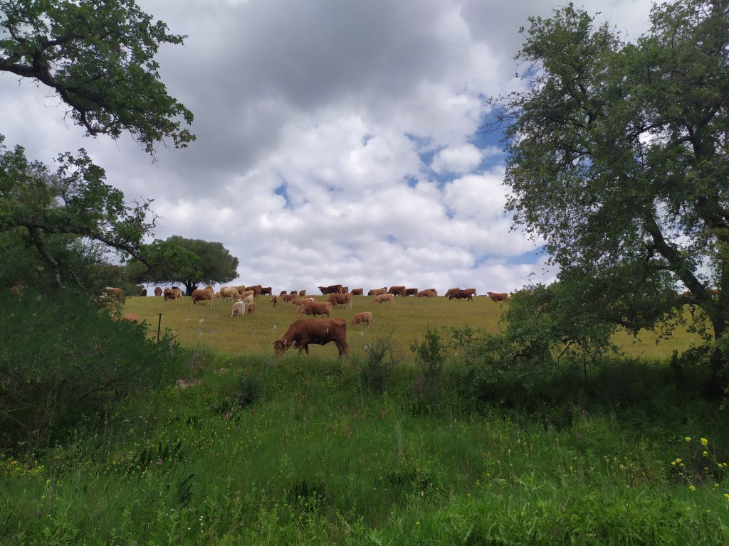 Imagen AYUDA PARA MANTENIMIENTO DE SISTEMAS TRADICIONALES DE GANADERÍA EXTENSIVA DE ANDALUCÍA EN RUMIANTES