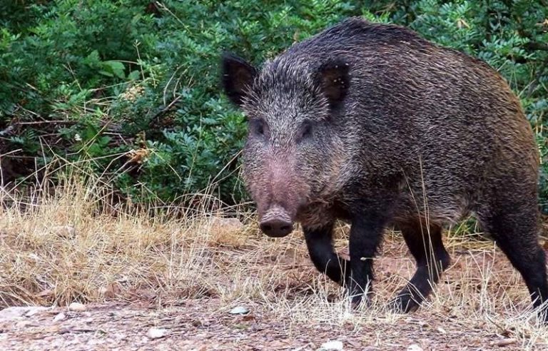 REACTIVACIÓN DE CONTROLES DE DAÑOS DE ESPECIES CINEGÉTICAS