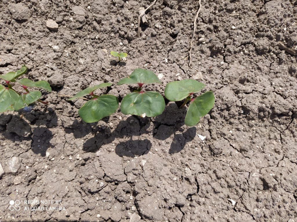 Imagen ESTADO FENOLÓGICO CULTIVO