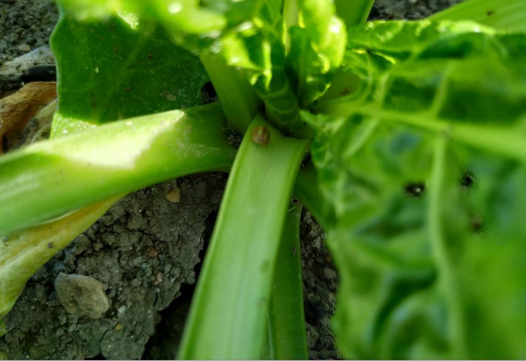 Imagen INCIDENCIAS: PLAGAS Y ENFERMEDADES