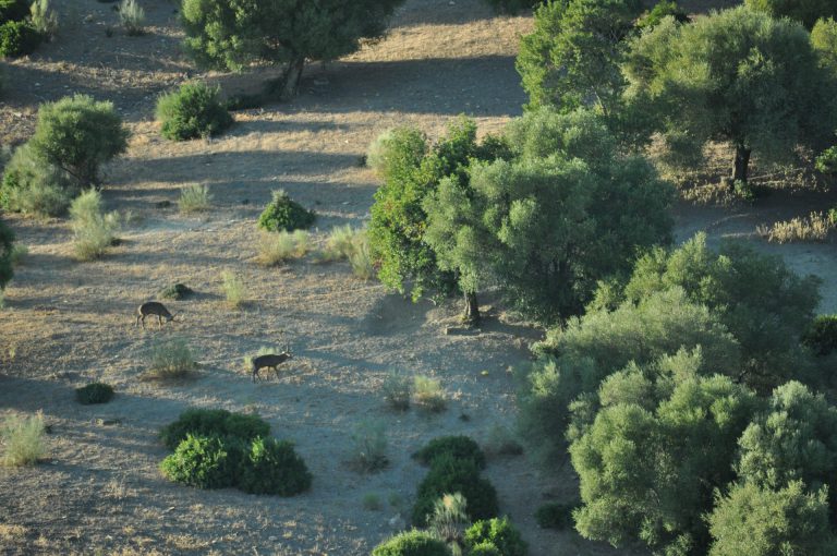 PRÓRROGAS DE PLANES TÉCNICOS DE CAZA Y PLANES DE PREVENCIÓN DE INCENDIOS FORESTALES