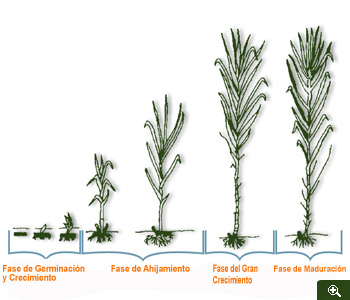 ESTADO FENOLÓGICO DEL CULTIVO