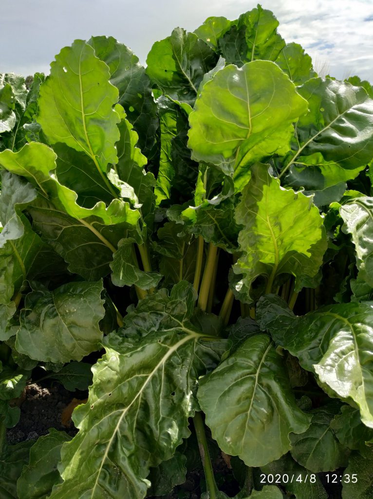 Imagen MATERIAS ACTIVAS Y AUTORIZACIONES EXCEPCIONALES