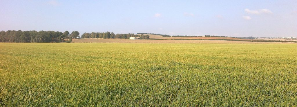 Imagen ARROZ: PAGO VERDE PAC 2020