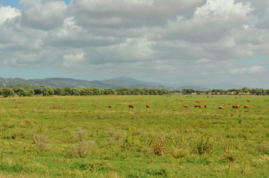 Imagen VUELTA NORMALIDAD CONDICIONES MOVIMIENTOS GANADEROS