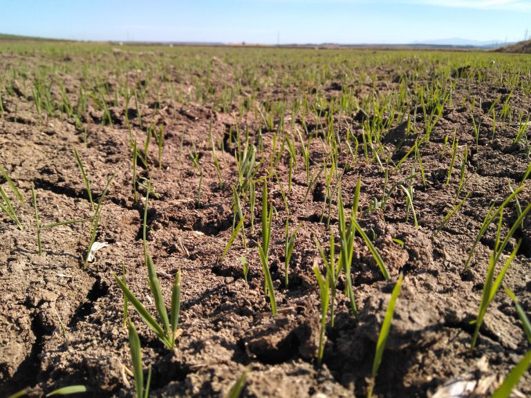 ESTADO FENOLÓGICO DEL CULTIVO