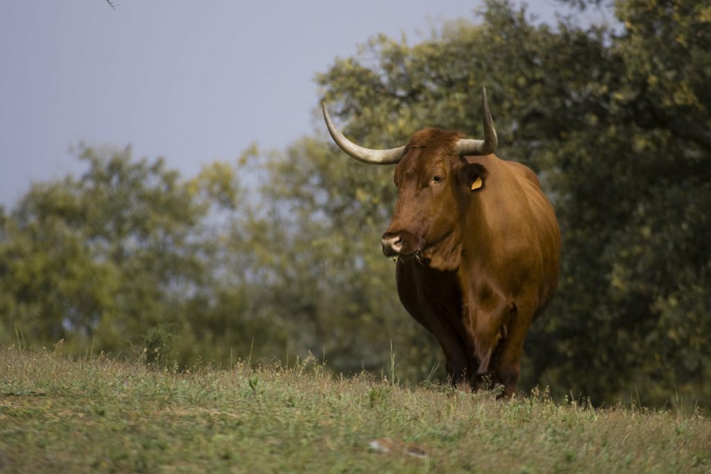 Imagen AYUDA MANTENIMIENTO SISTEMAS TRADICIONALES GANADERÍA EXTENSIVA RUMIANTES. MODIFICACIÓN INSTRUCCIÓN SANEAMIENTOS GANADEROS