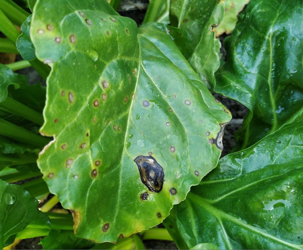 Imagen INCIDENCIAS: PLAGAS Y ENFERMEDADES