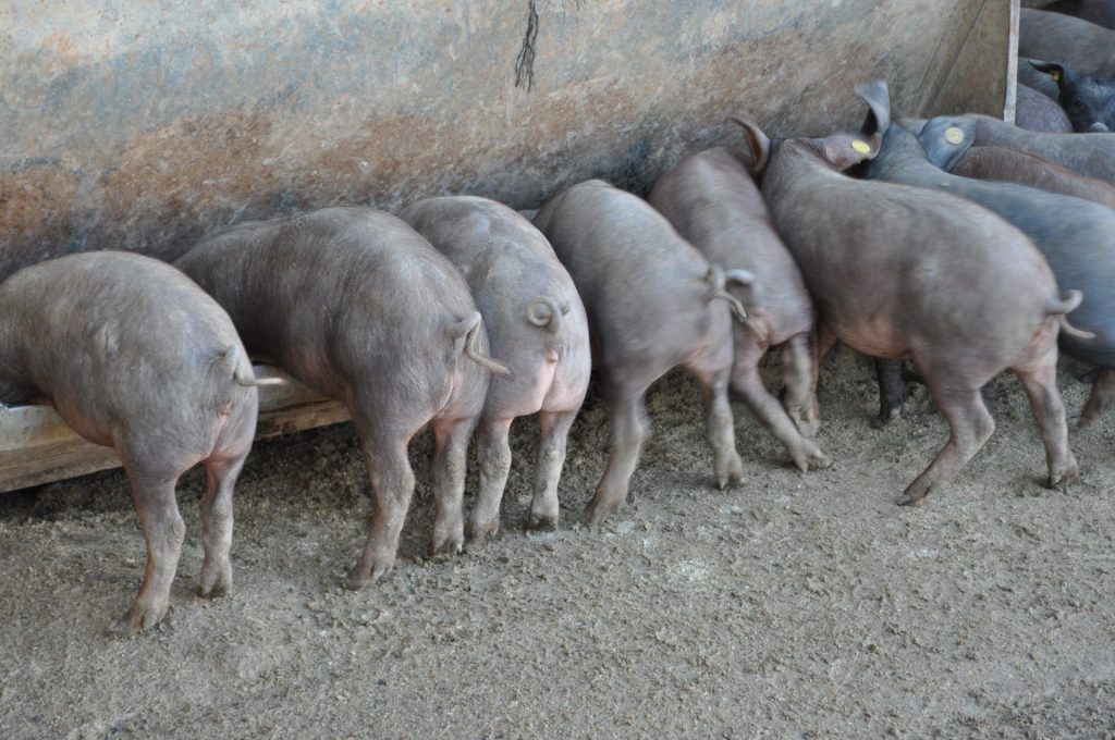 Imagen GUÍA PARA EL CUMPLIMIENTO DEL REAL DECRETO DE AYUDAS AL IBÉRICO