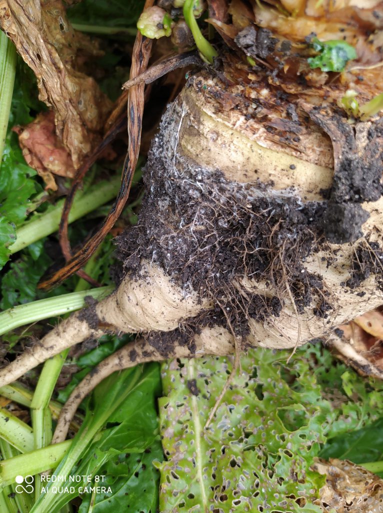 Imagen INCIDENCIAS: PLAGAS Y ENFERMEDADES