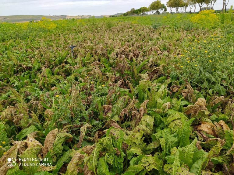 PROYECTO DE ENAJENACIÓN DE TIERRAS VACANTES DEL EXTINTO INSTITUTO ANDALUZ DE REFORMA AGRARIA (IARA)