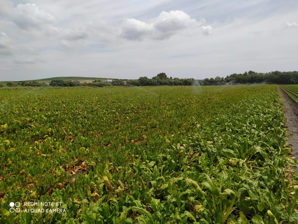 Imagen EL FEGA PUBLICA LOS IMPORTES PROVISIONALES DE LAS AYUDAS ACOPLADAS 2020