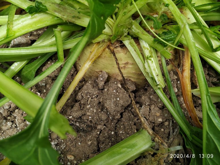 ESTADO FENOLÓGICO DEL CULTIVO