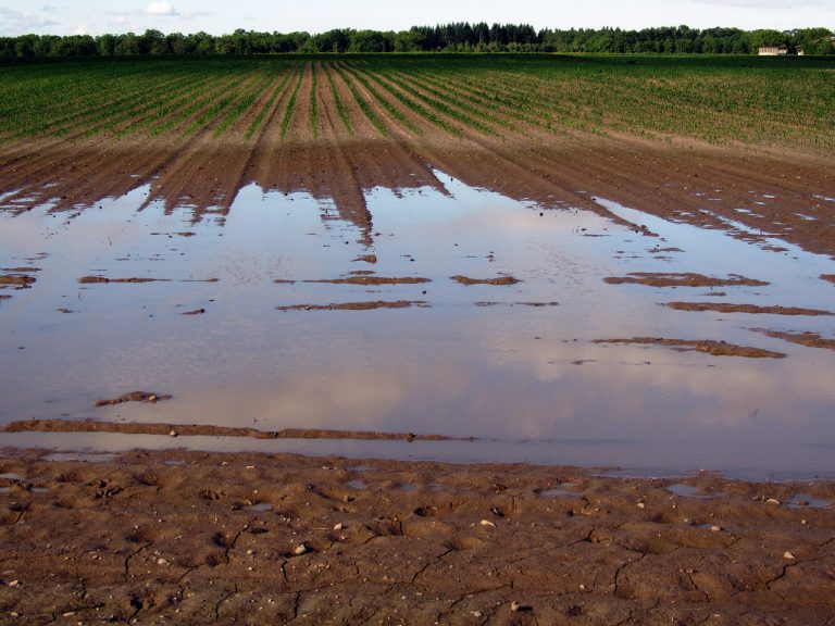 AUTORIZACIONES PROVISIONALES PARA PRODUCCIÓN INTEGRADA DE ARROZ