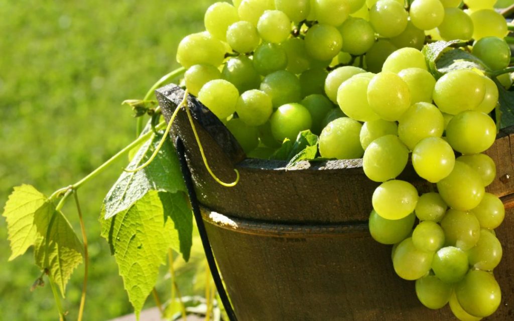 Imagen PUBLICACIÓN ANEXOS: AYUDAS A LA COSECHA EN VERDE DE UVA PARA VINIFICACÓN Y AYUDAS AL ALMACENAMIENTO PRIVADO DE VINO