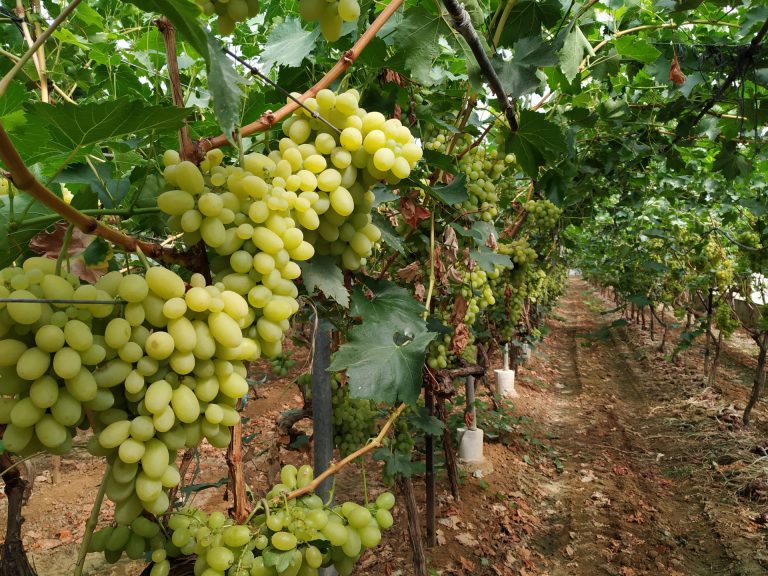 PUBLICADAS AYUDAS COVID-19 PARA EL EQUINO DE CRÍA Y VIÑEDO DE VINIFICACIÓN