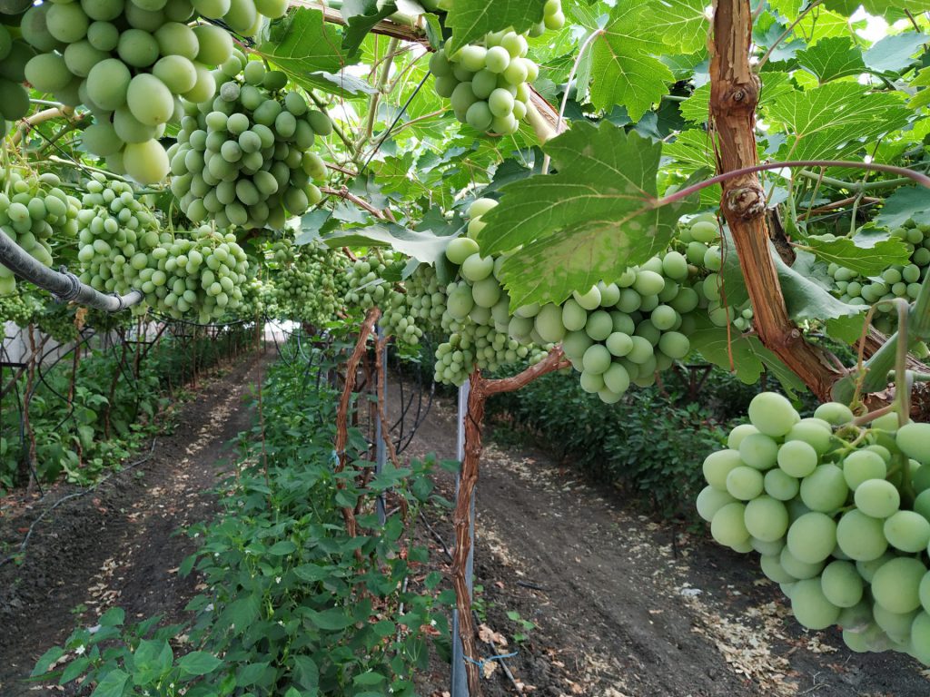 Imagen MODIFICACIÓN DEL PROGRAMA DE APOYO AL SECTOR VITIVINÍCOLA ESPAÑOL 2019-2023