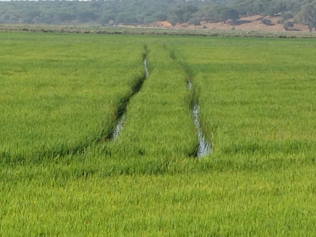 Imagen MATERIAS ACTIVAS Y AUTORIZACIONES EXCEPCIONALES