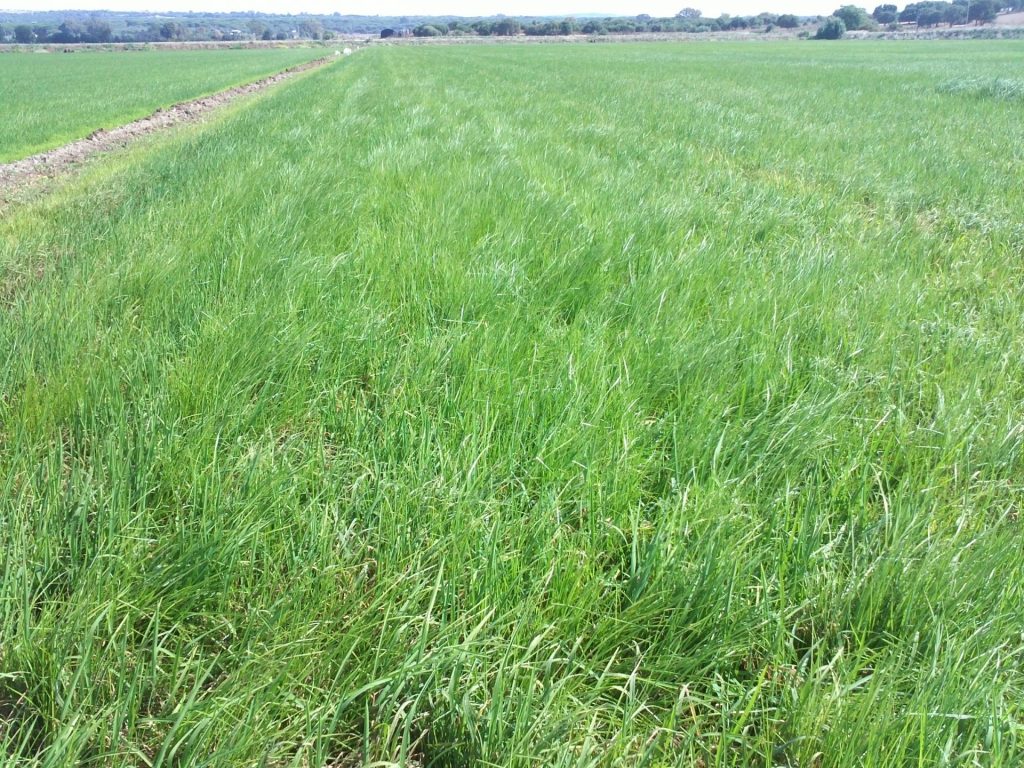 Imagen INCIDENCIAS: PLAGAS Y ENFERMEDADES